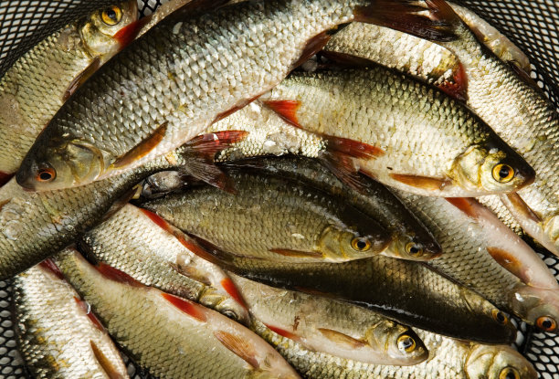 很多的鱼图片下载