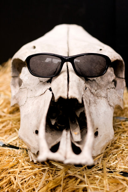 奶牛也喜欢太阳镜图片下载