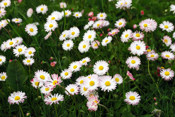 很多的雏菊图片下载