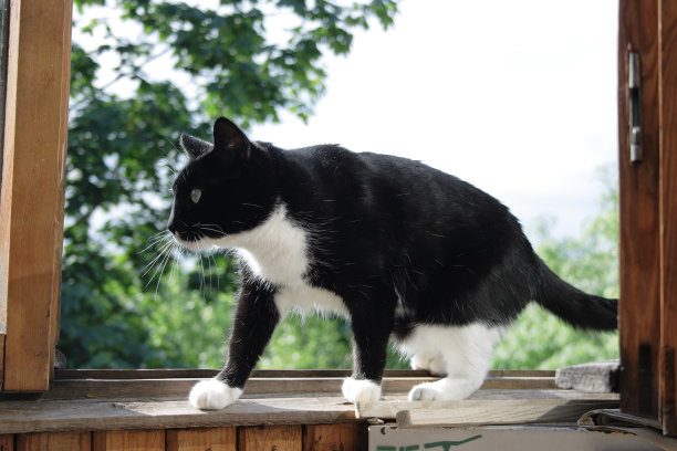 窗外的猫图片下载