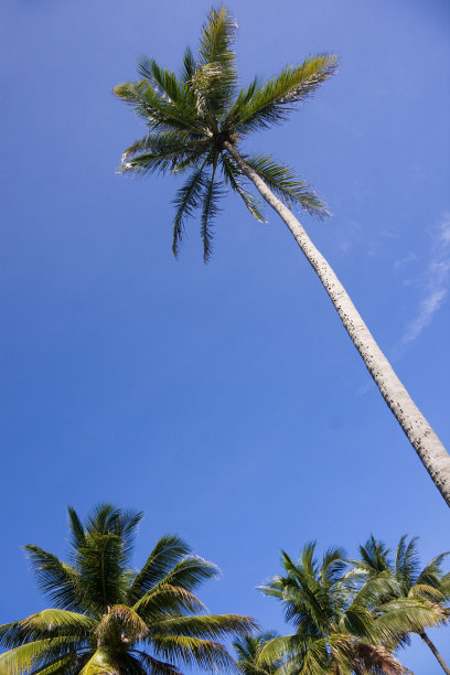 棕榈树迈阿密图片下载