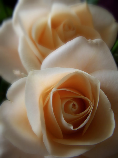 玫瑰和平图片下载