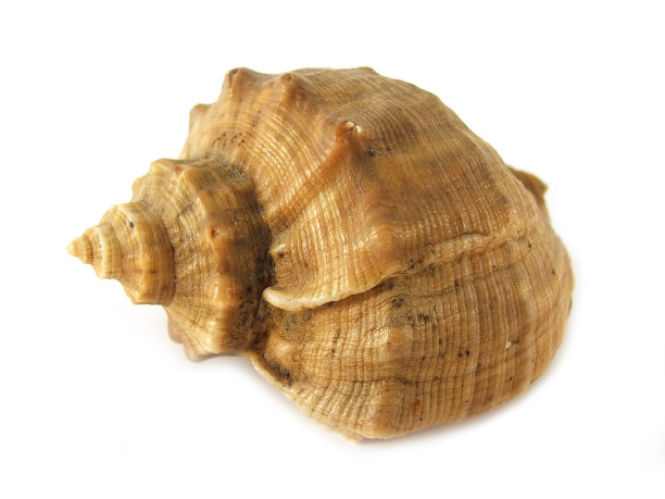 壳牌独立图片下载