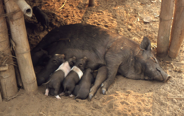 喝牛奶的时间图片下载