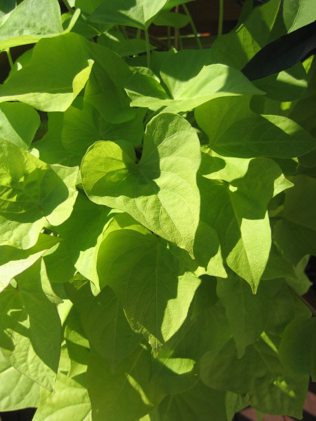 牵牛花的叶子图片下载