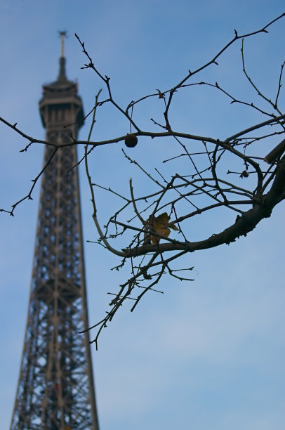 埃菲尔铁塔和树枝图片下载
