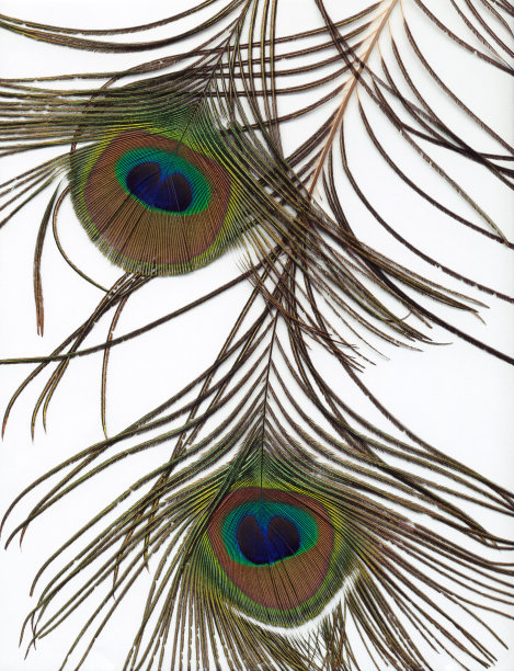 孔雀羽毛的背景图片下载