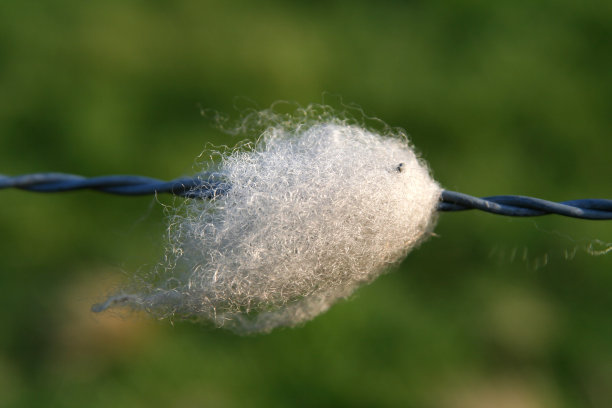 羊毛在栅栏图片下载