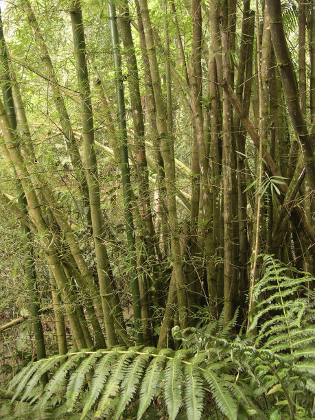 竹林图片下载
