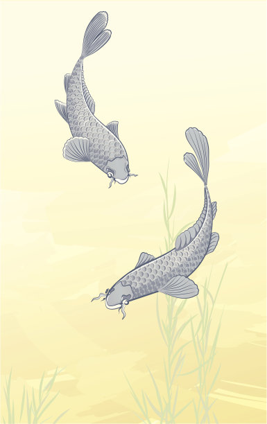 两个锦鲤鲤鱼素材图片