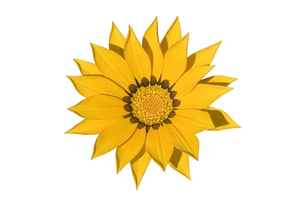 向日葵图片下载