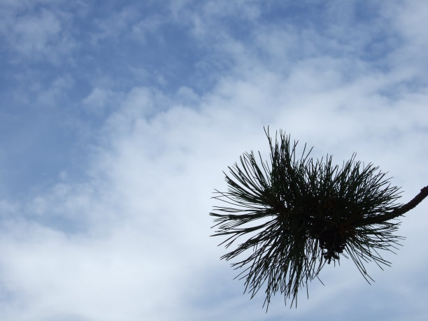 松树的天空图片下载