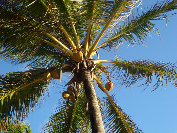 科库努茨手掌图片下载