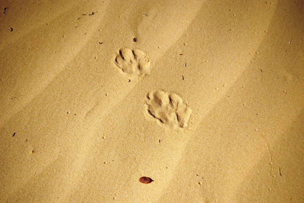 狼跟踪图片下载