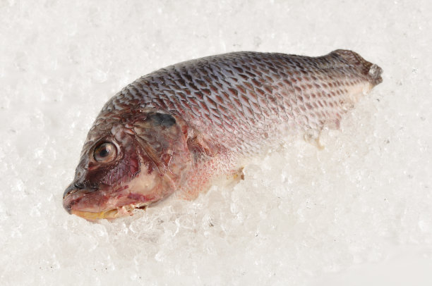 黑罗非鱼图片下载