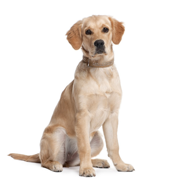 金毛寻回犬幼犬(5个月大)图片下载