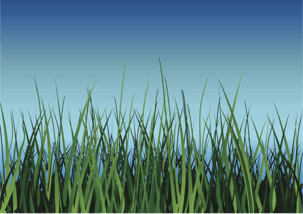 蓝天背景上的绿草。图片下载