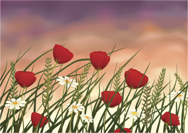 夏夜草地图片下载