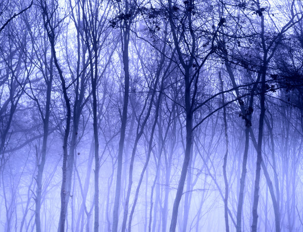 模糊高大的树木图片下载