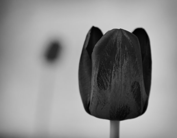 黑与白。黑郁金香图片下载