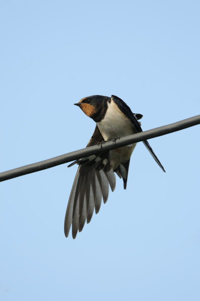 家燕栖息在铁丝上，伸展着翅膀素材图片