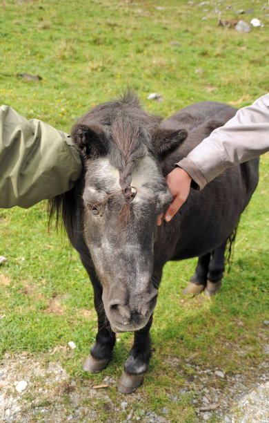 画一匹小马图片下载