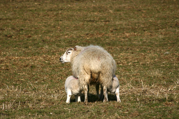 复活节春天新生的小羊羔和妈妈在一起图片下载
