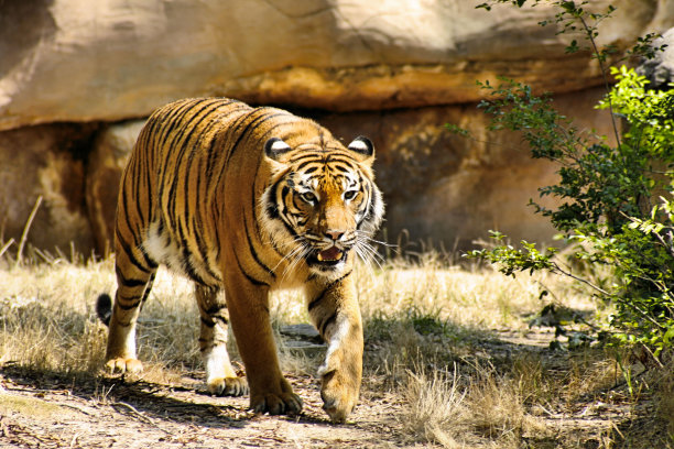 本格尔虎图片下载