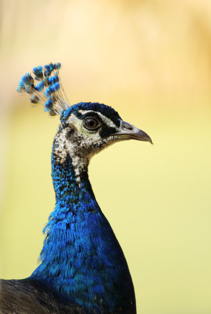 孔雀的肖像图片下载