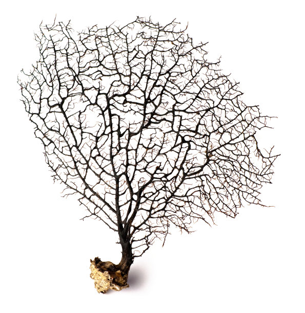 黑珊瑚图片下载