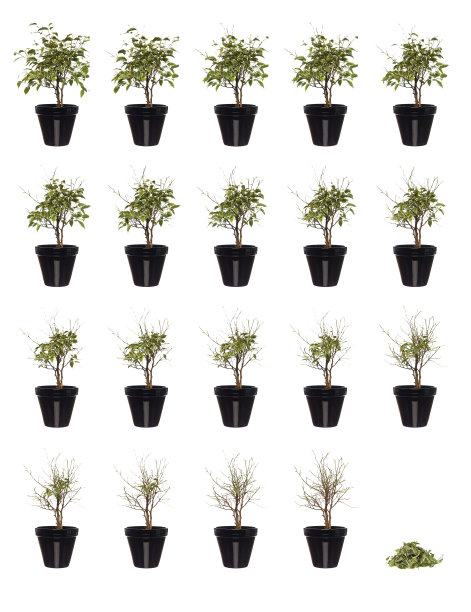 正在种植的盆栽图片下载