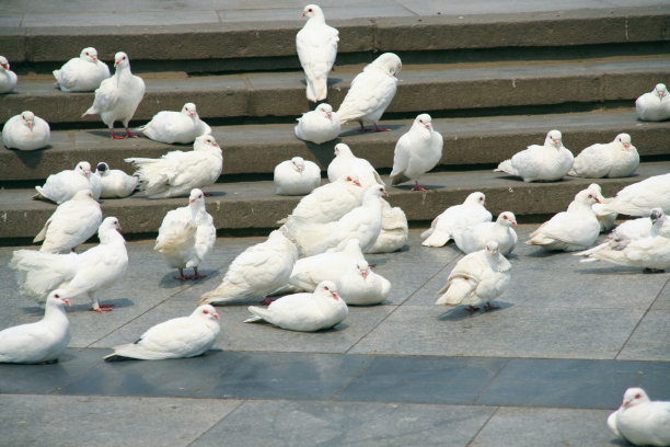 鸽子图片下载