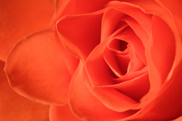 玫瑰,关闭图片下载