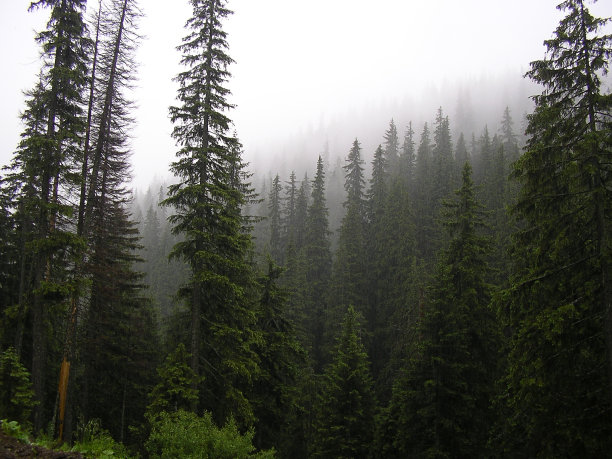 松树在喀尔巴阡山图片下载