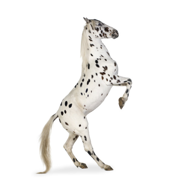 阿帕卢萨马马图片下载