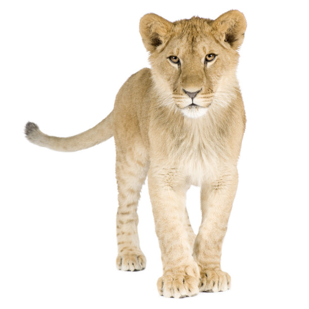 幼狮(8个月)图片下载