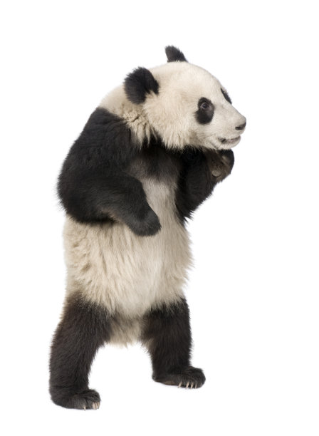 可爱熊猫图片素材ID：109977388