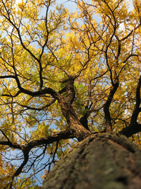 黄色的秋天/秋天的树，透过树枝向上看图片下载