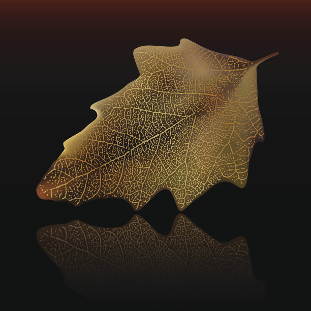 秋天的叶子图片下载