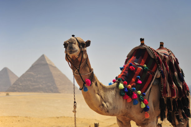 骆驼与金字塔图片下载