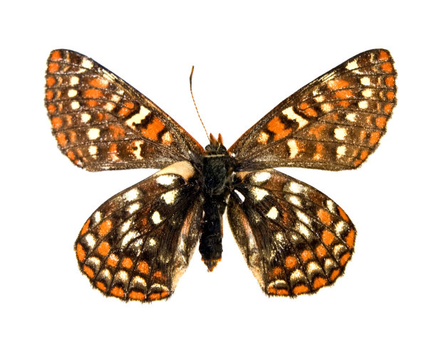 橙色和棕色蝴蝶图片下载