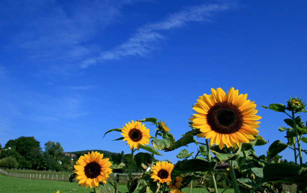 蓝天下的黄花植物特写镜头图片下载