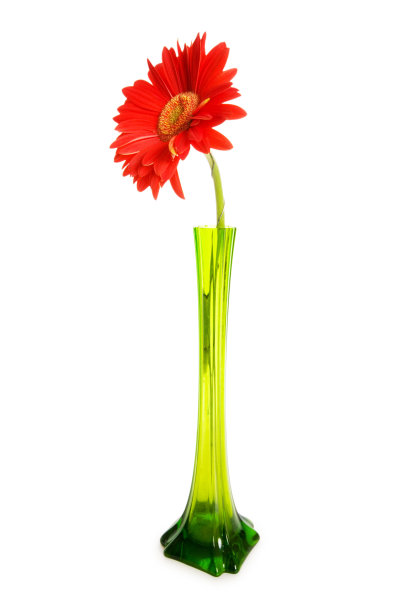 红色非洲菊被孤立在白色背景上图片下载