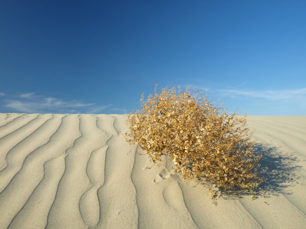 沙丘图片下载