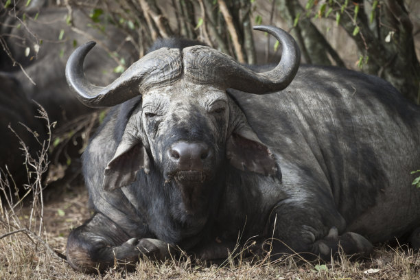 休息水牛图片下载