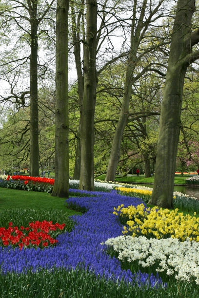荷兰库肯霍夫花园公园里五颜六色的春花图片下载