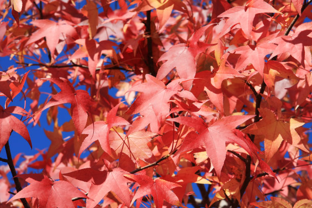 红色的秋叶，特写图片下载