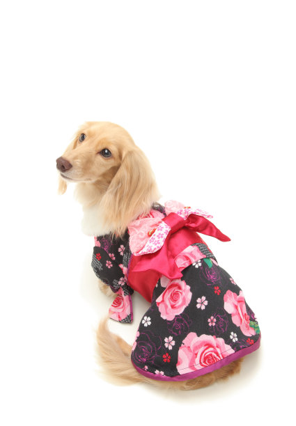 达克斯猎犬图片下载