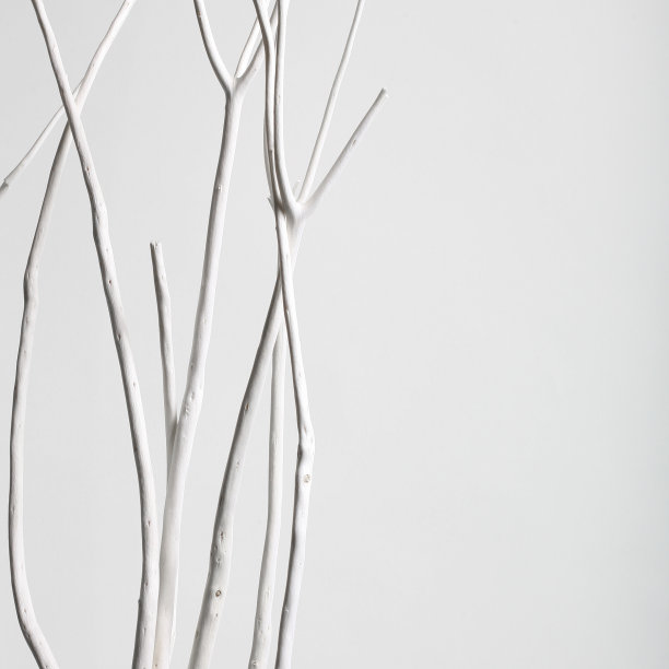 日本Mitsumata图片下载