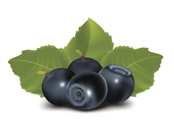 蓝莓用树叶素材图片